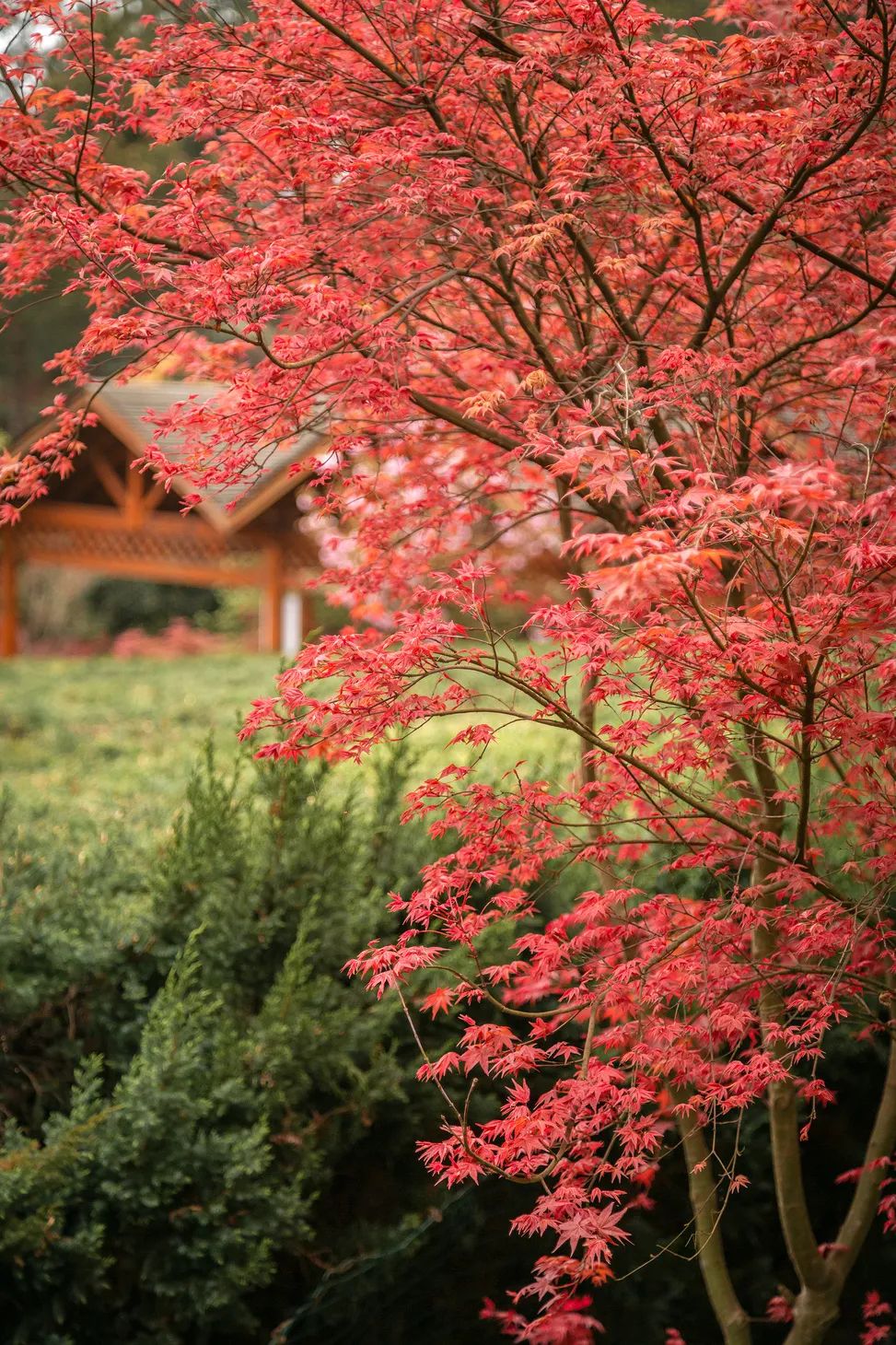 萌宠乐翻天&红枫正当时丨贵阳的春天,又多了一抹颜色!
