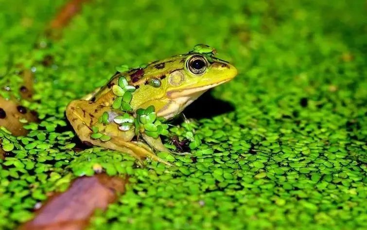 夏夜微凉里,清脆悦耳的蛙鸣,诉说着生命的奥妙和岁月的流转