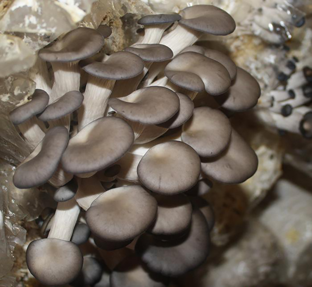 秀珍菇怎么做好吃,美味的秘密尽在此!