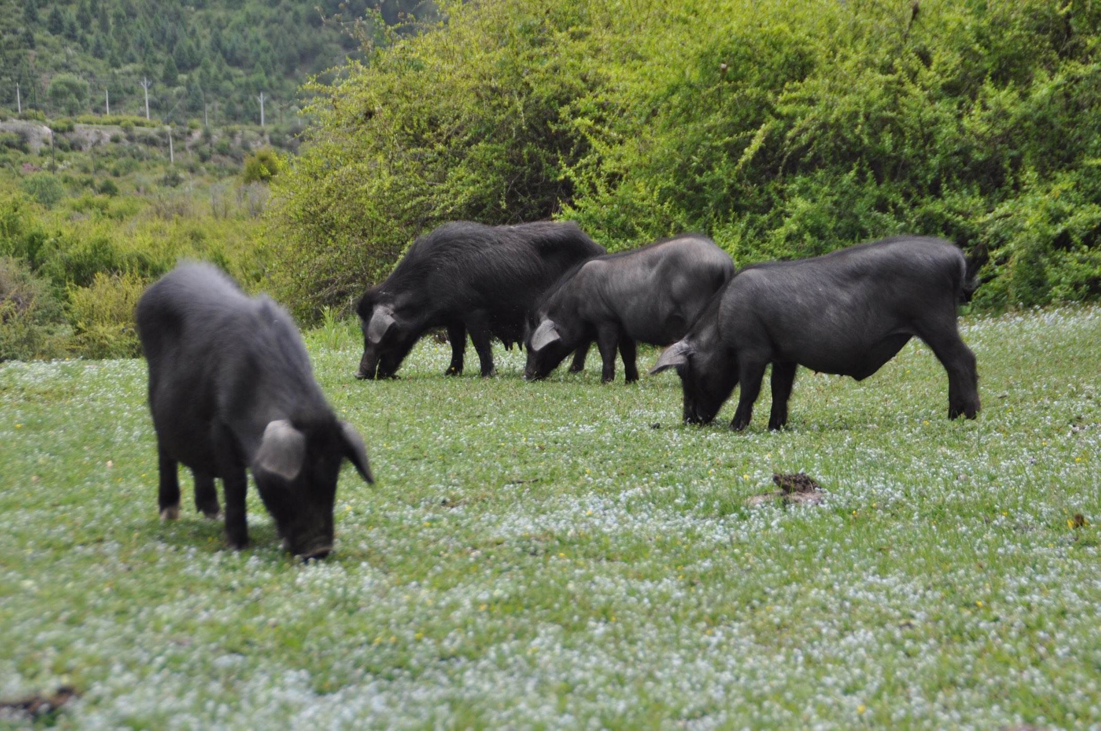 猪的种类有哪些