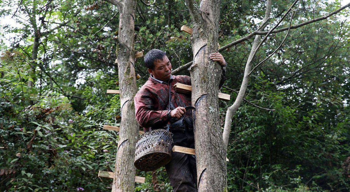 怎么咬人?漆树的种植技术是什么?