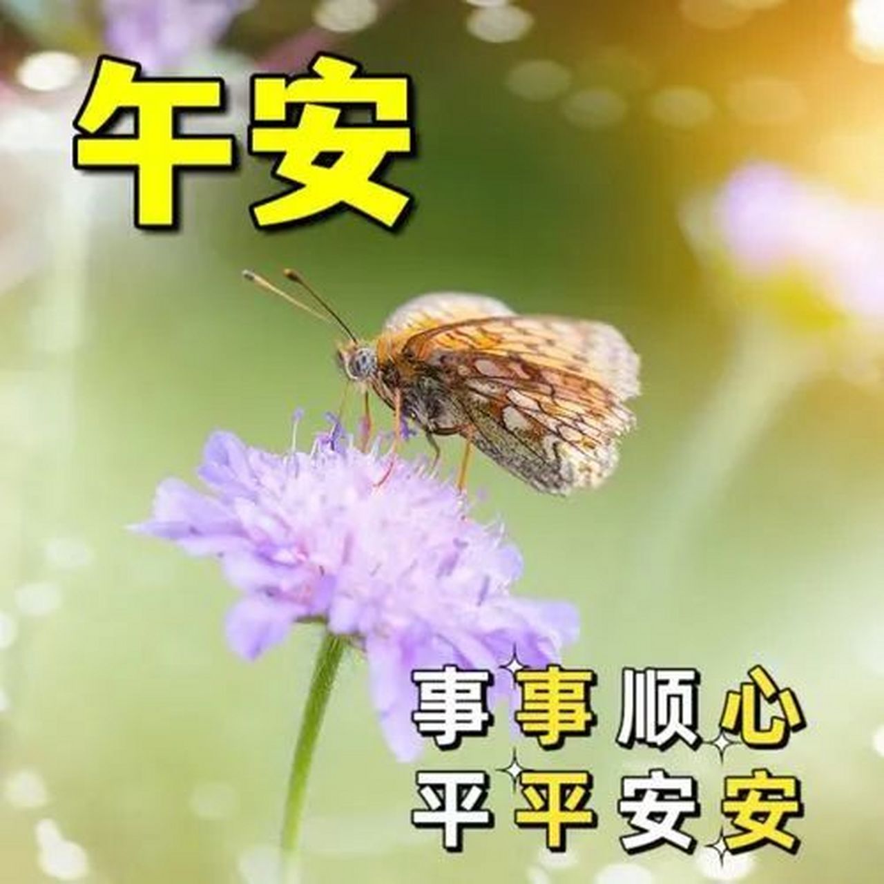 午安问候图片,午安祝福图片,幸福满满 中午好!