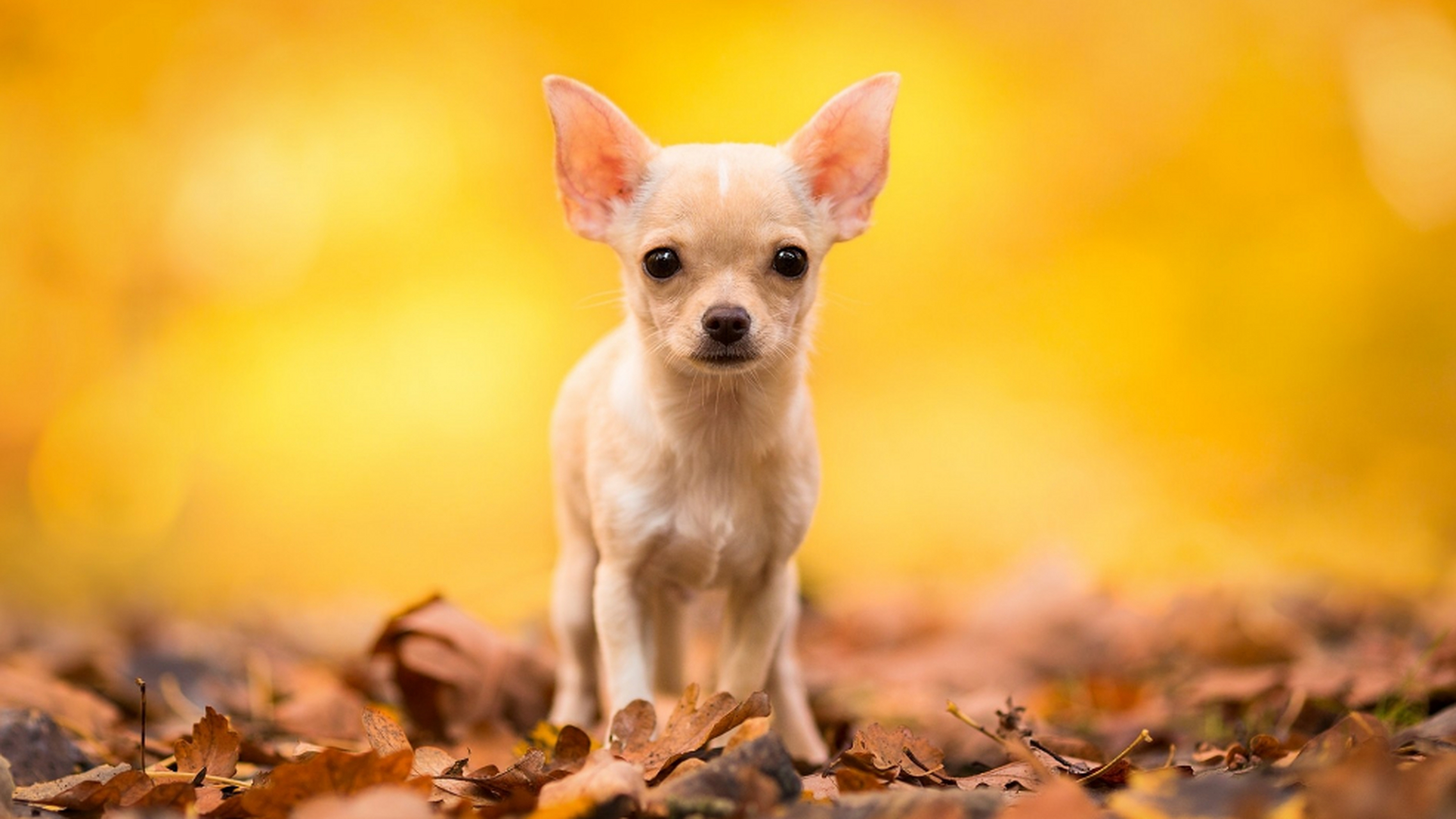张寡妇养了一条宠物狗吉娃娃,与它相依为命,每天同吃同睡,教它识字做