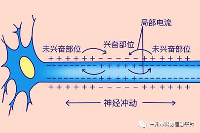 动作电位神经纤维图片