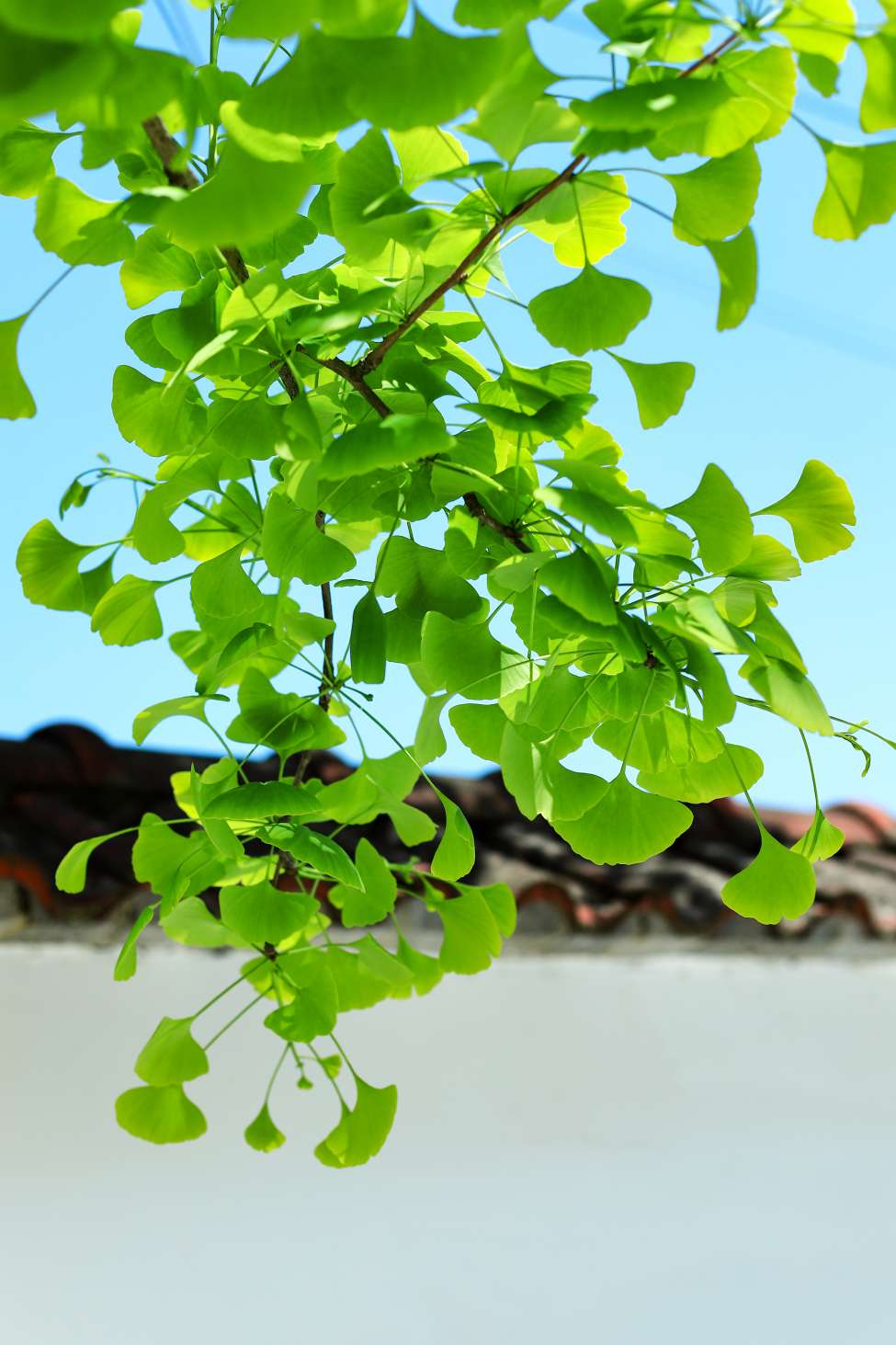 银杏摇曳舞翩翩,一抹绿色如清泉