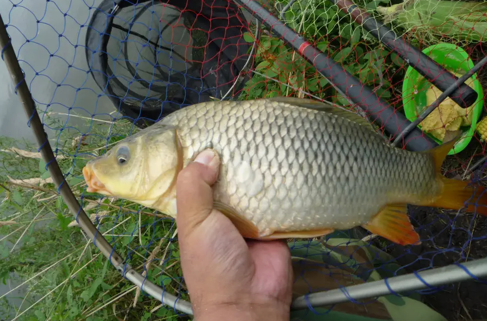 野钓时鱼不开口咋办?高手总结出了这"5大招",开启连杆模式!