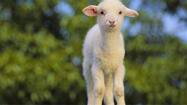 阉猪半个村都能听到,骟羊时,为什么羊不大声叫,它不怕疼吗?