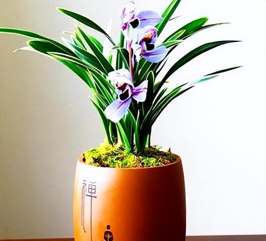 建兰"紫月荷",正格荷瓣,叶艺俱佳,性价比高,市面上很少见