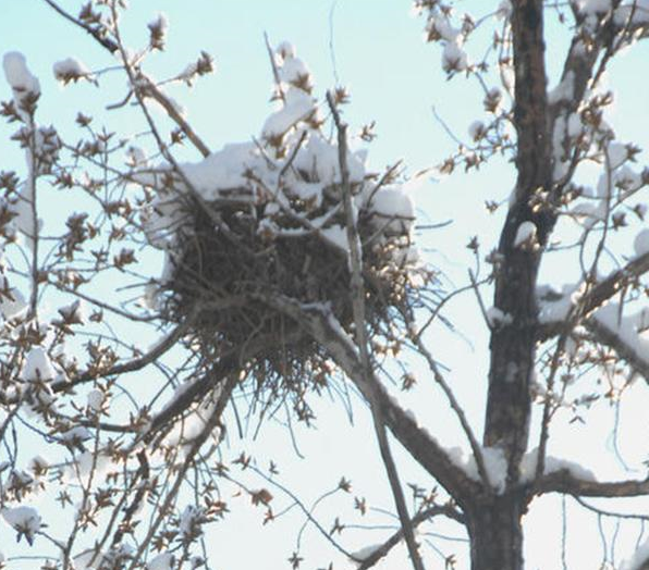 物尽其用的典范?不怕雨雪的三层结构喜鹊窝,铁丝黄泥也用来筑巢