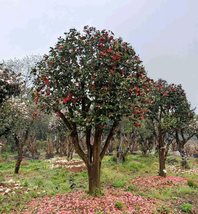 大茶花树30度高温移栽技巧,只需5个小妙招,移栽存活率百分之百