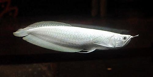 最贵的观赏鱼有哪些