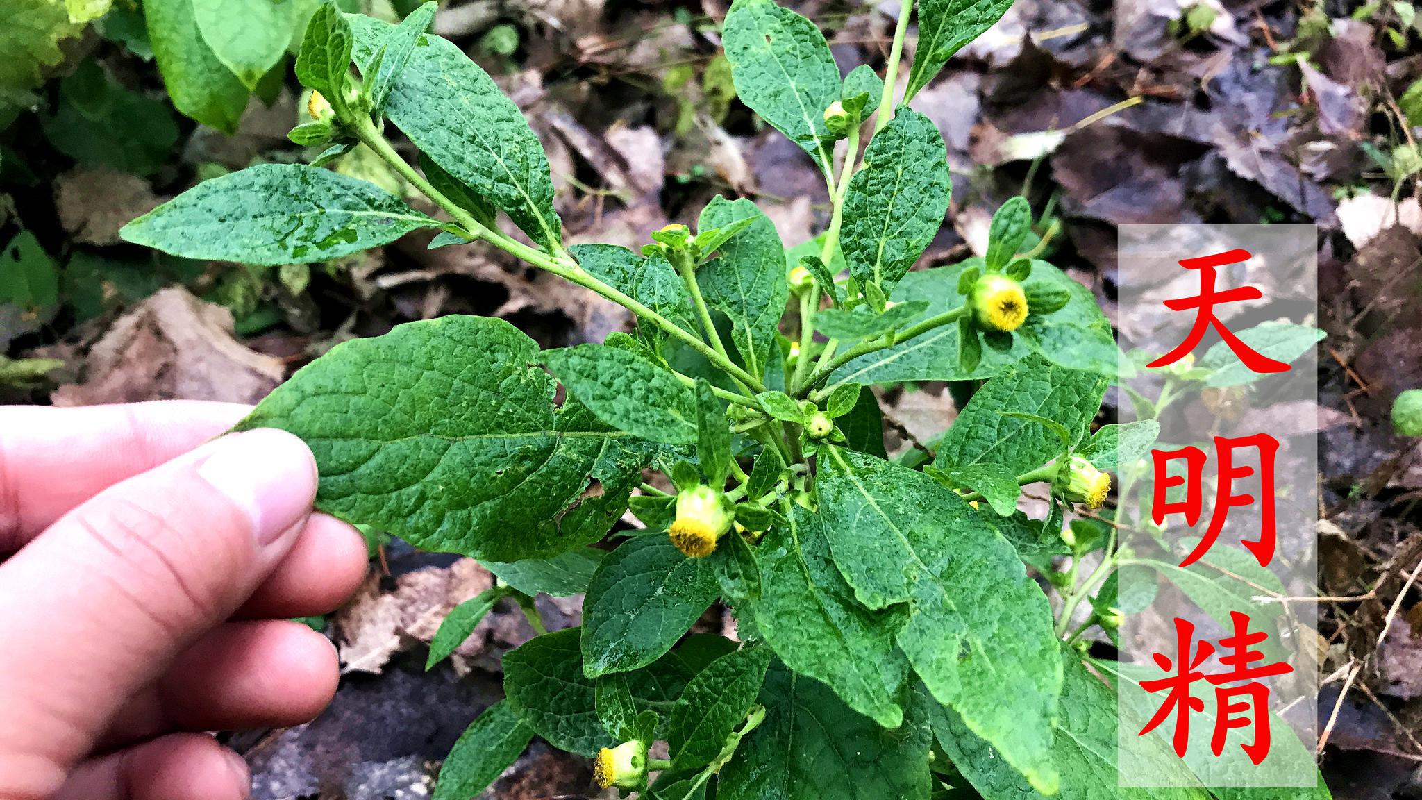 农村这种野草,人称毒蛇克星,是杀蛔虫厉害的植物,对牙痛有作用