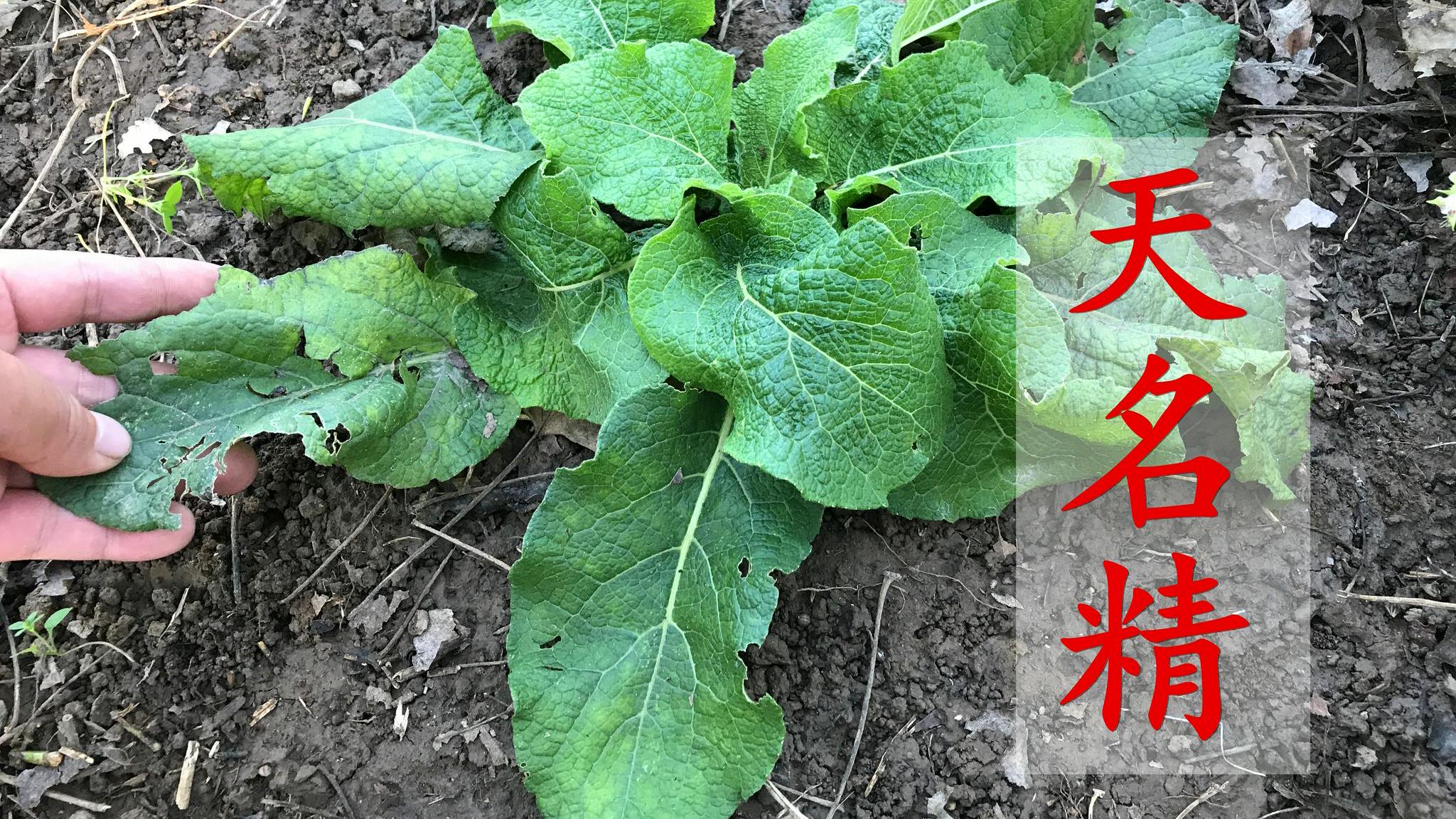 农村这种野草,人称毒蛇克星,是杀蛔虫厉害的植物,对牙痛有作用