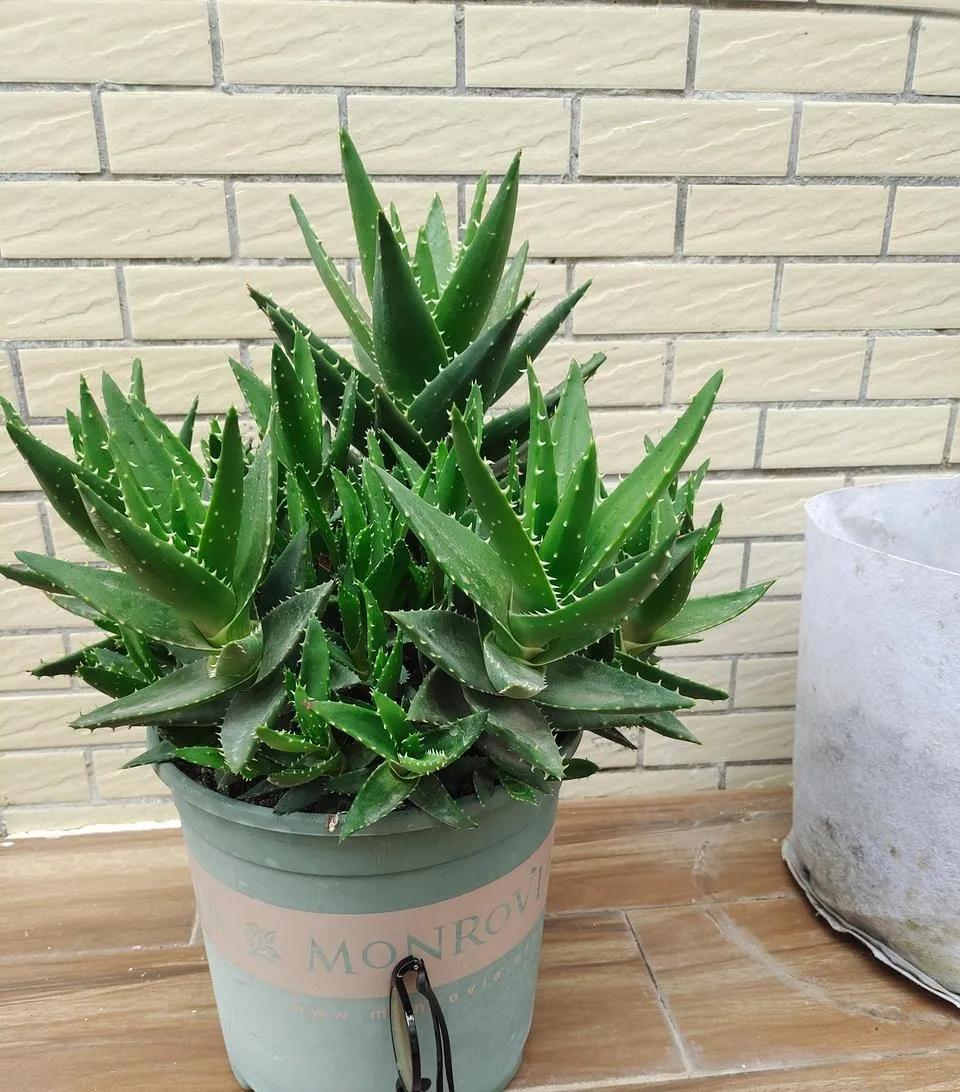 8种能吸甲醛的花,好养漂亮,家里至少放一盆!