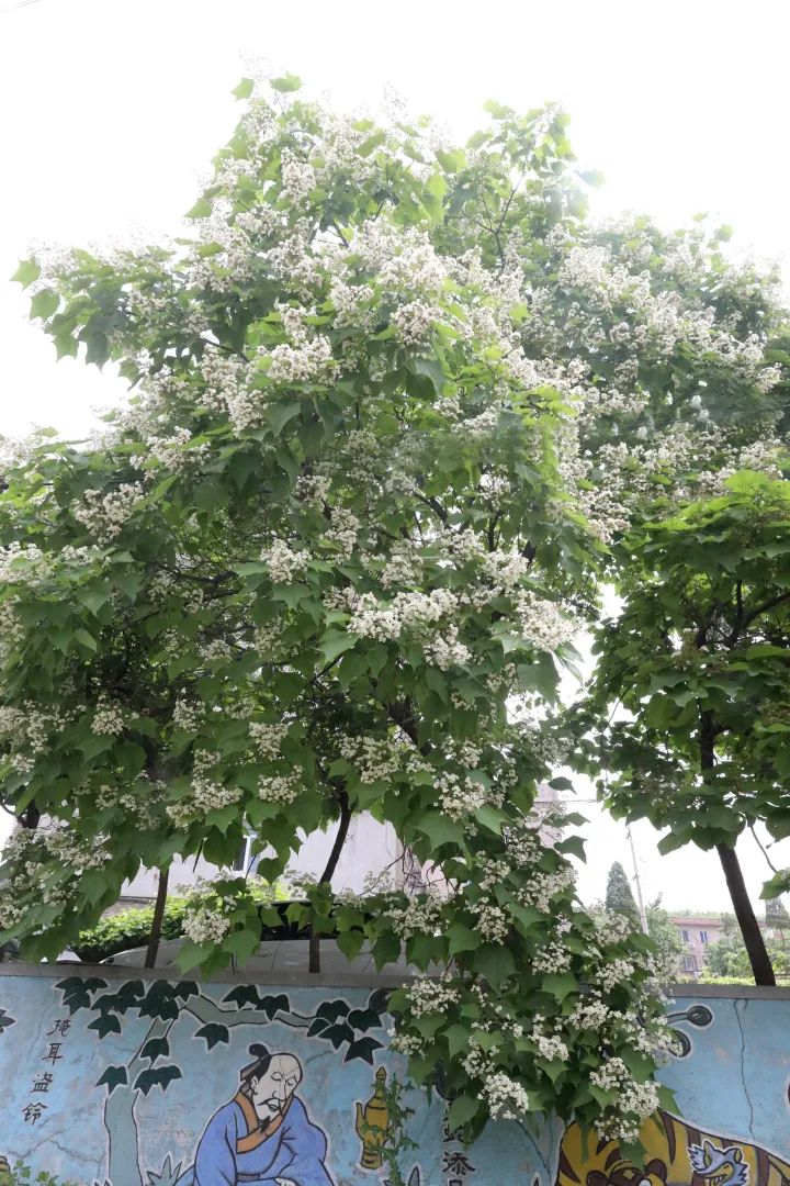 【云游鞍山】梓树花开淡淡香