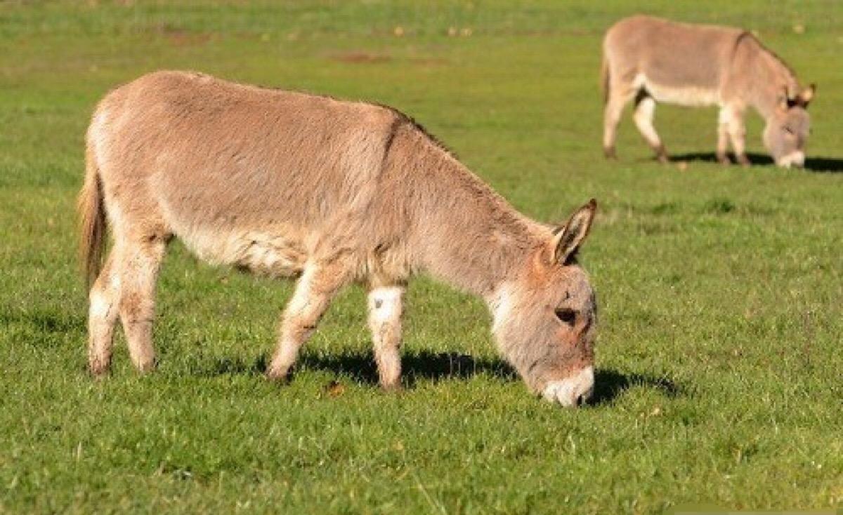 迷你驴是来自国外的宠物,如何饲养,需要学会这些方法