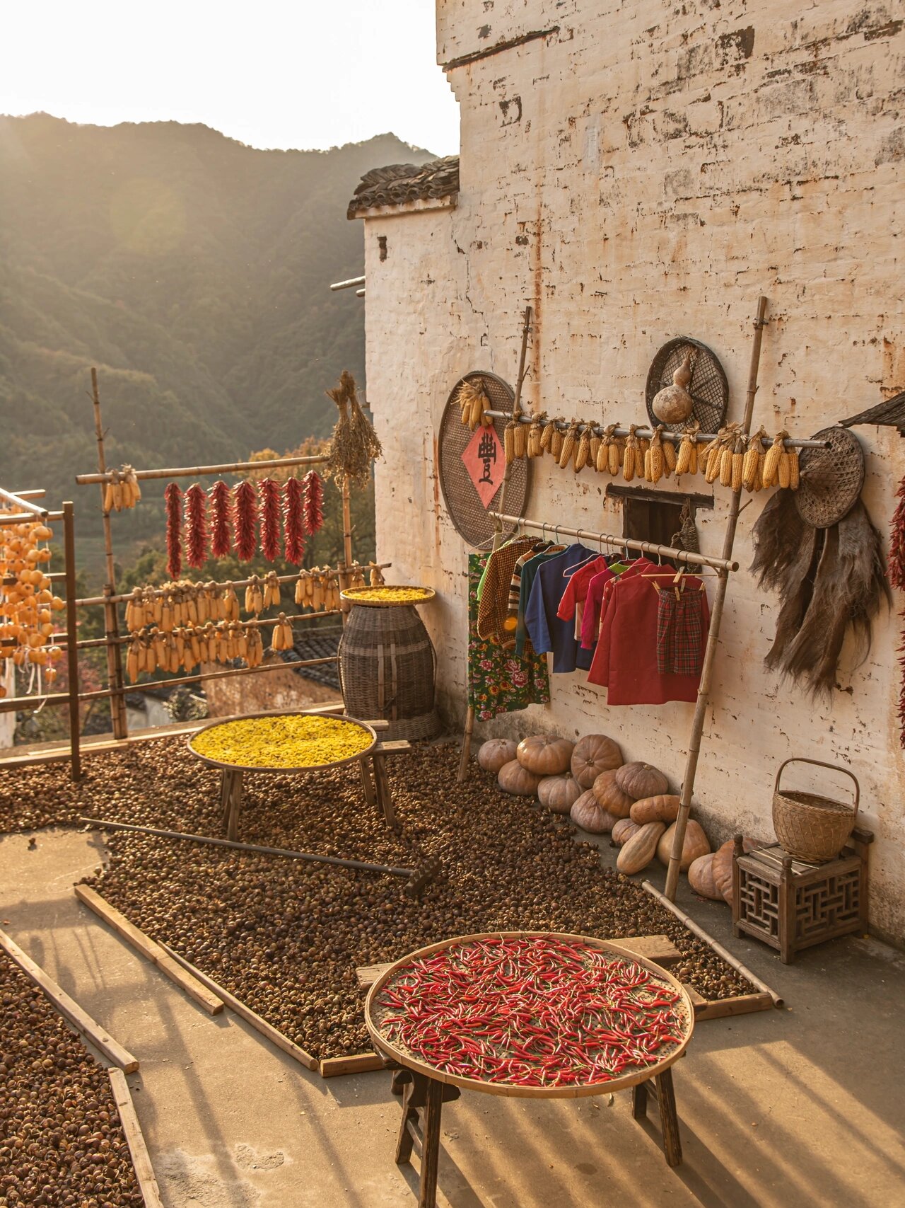 晒秋人家与村里的柿子树,银杏,红枫,皇菊98争相斗艳,宛如打翻了调色