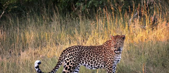 逃跑的第三只金钱豹被发现,围捕居然被逃脱,好厉害啊