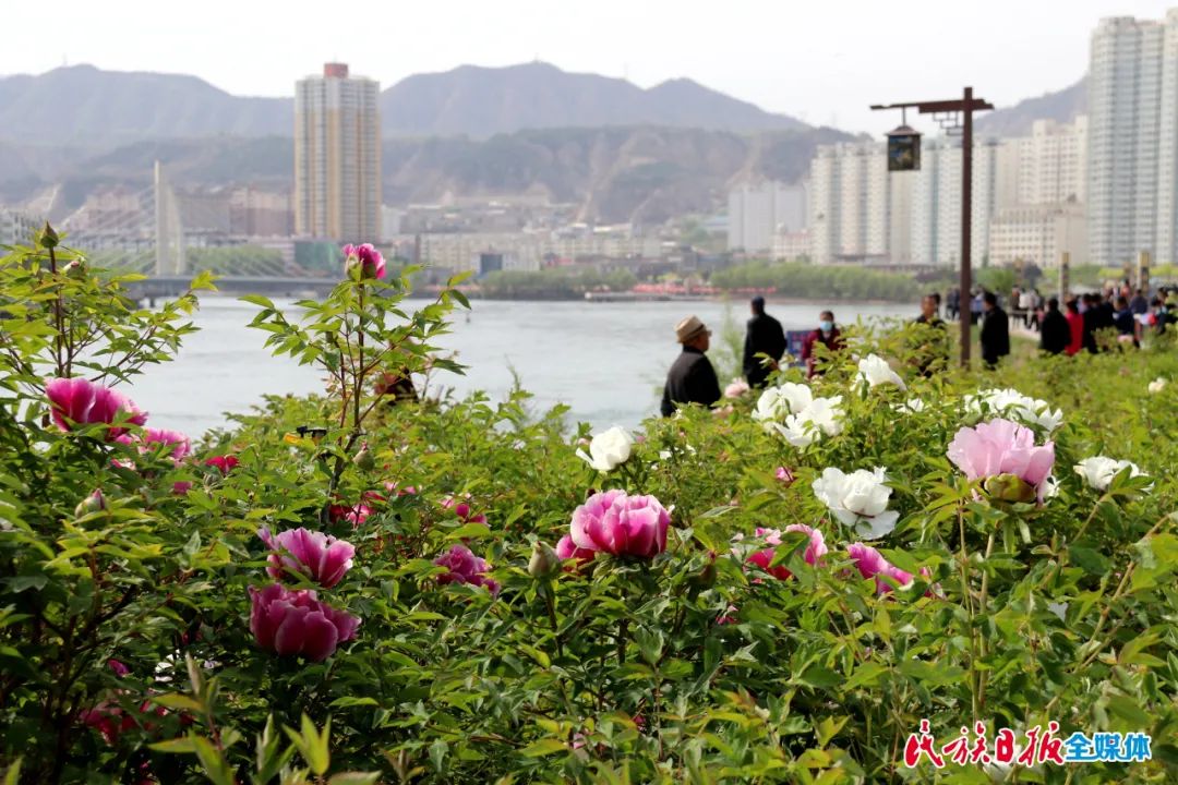 甘肃临夏花儿大全图片