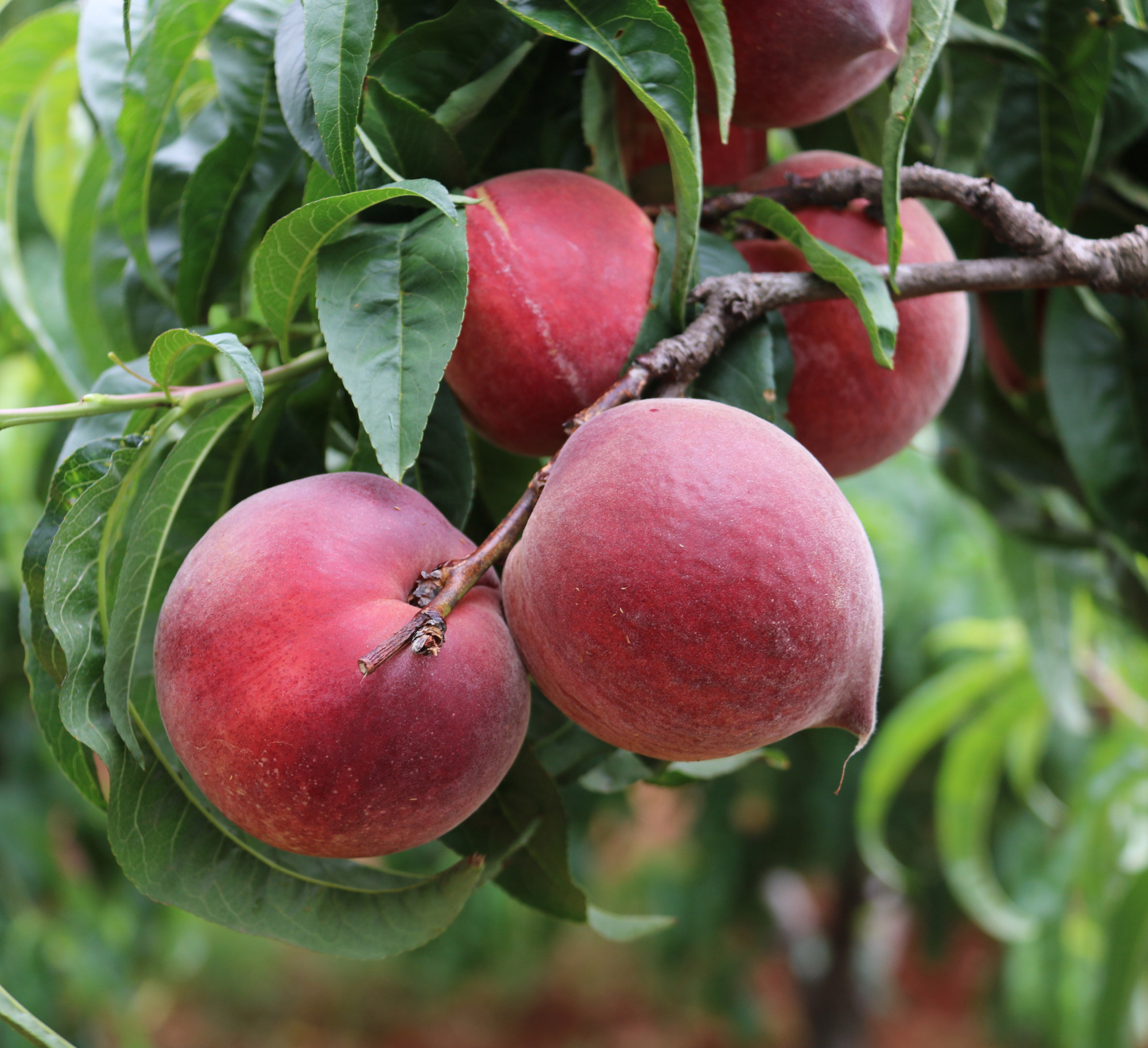 想种植果树的,这种果树不要错过,味道鲜美口碑好,建议多种几棵