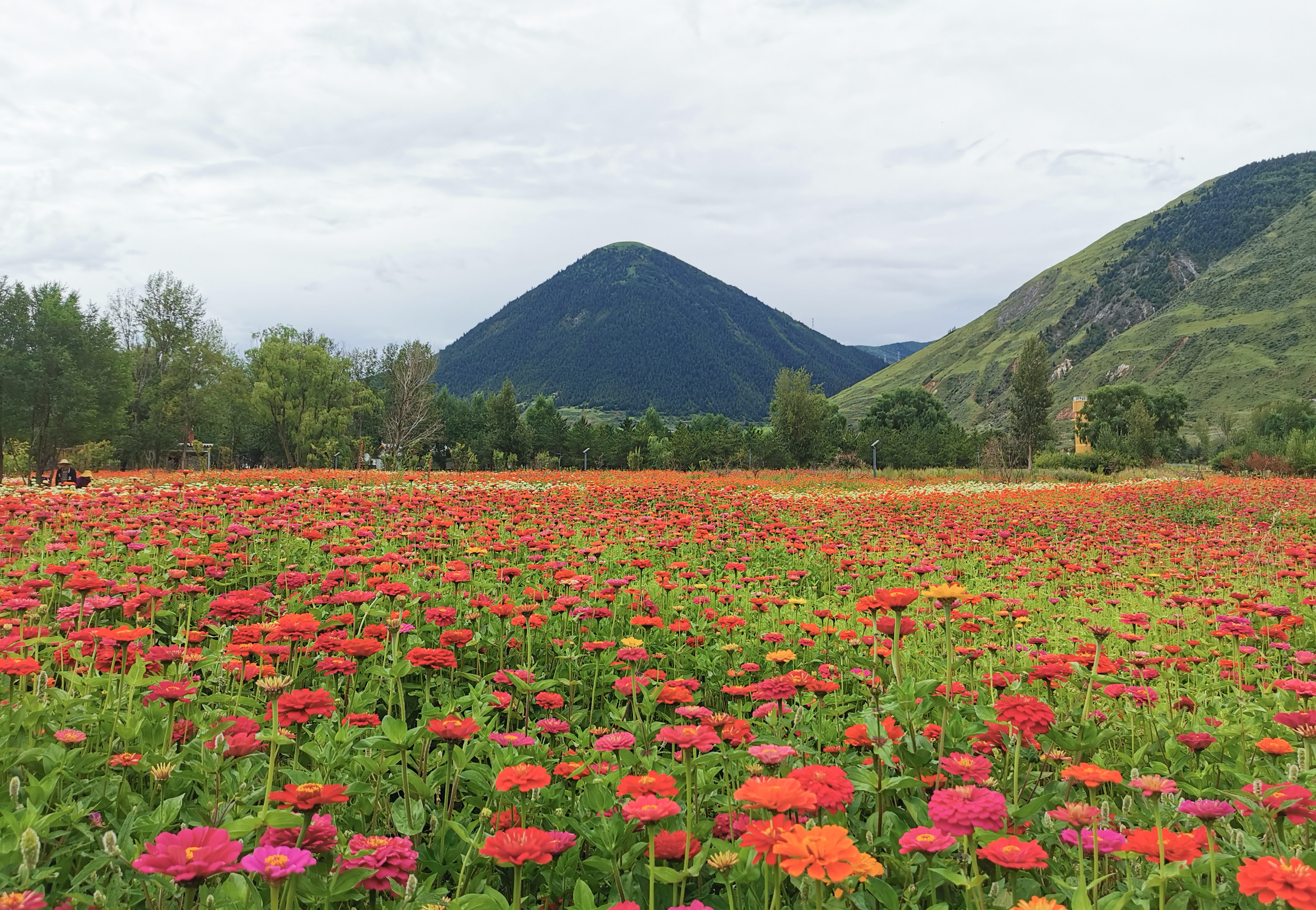 四川康巴高原植物园开园