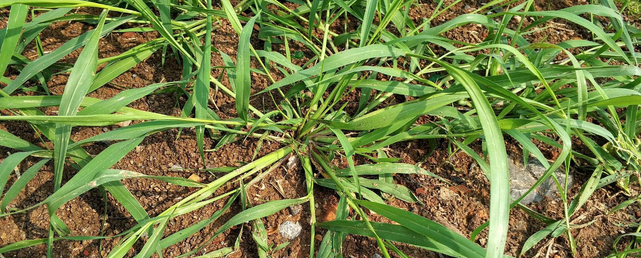 千金草用什么除草剂?千金草如何清除?