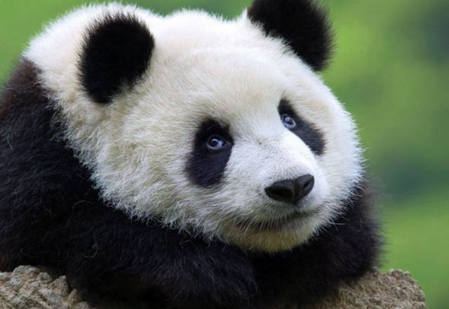 熊猫的黑眼圈像什么比喻句