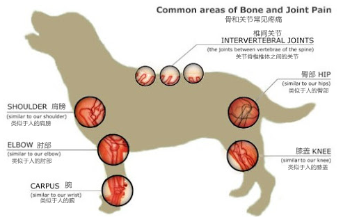 犬跗关节在哪图片图片