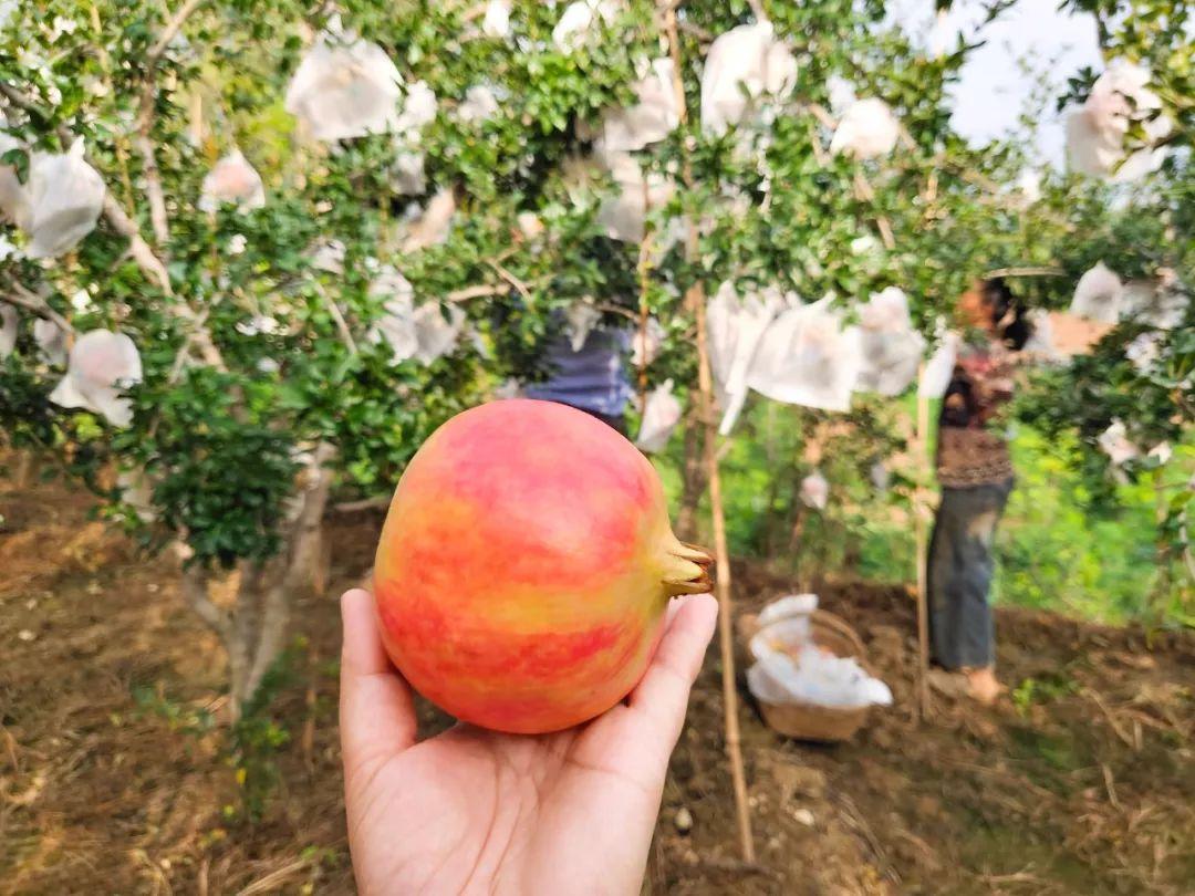 软籽突尼斯石榴,可以喝的"雅诗兰黛",吃货妹子心中的水果"c位"