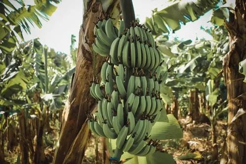 全球香蕉产品研究简报——哥斯达黎加