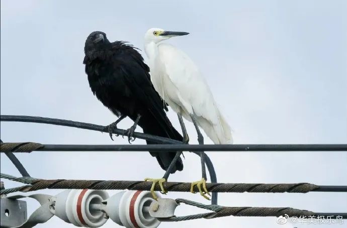 不正常人类研究中心