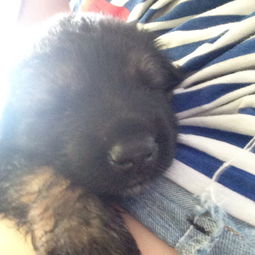 冀中黑熊犬禁养吗
