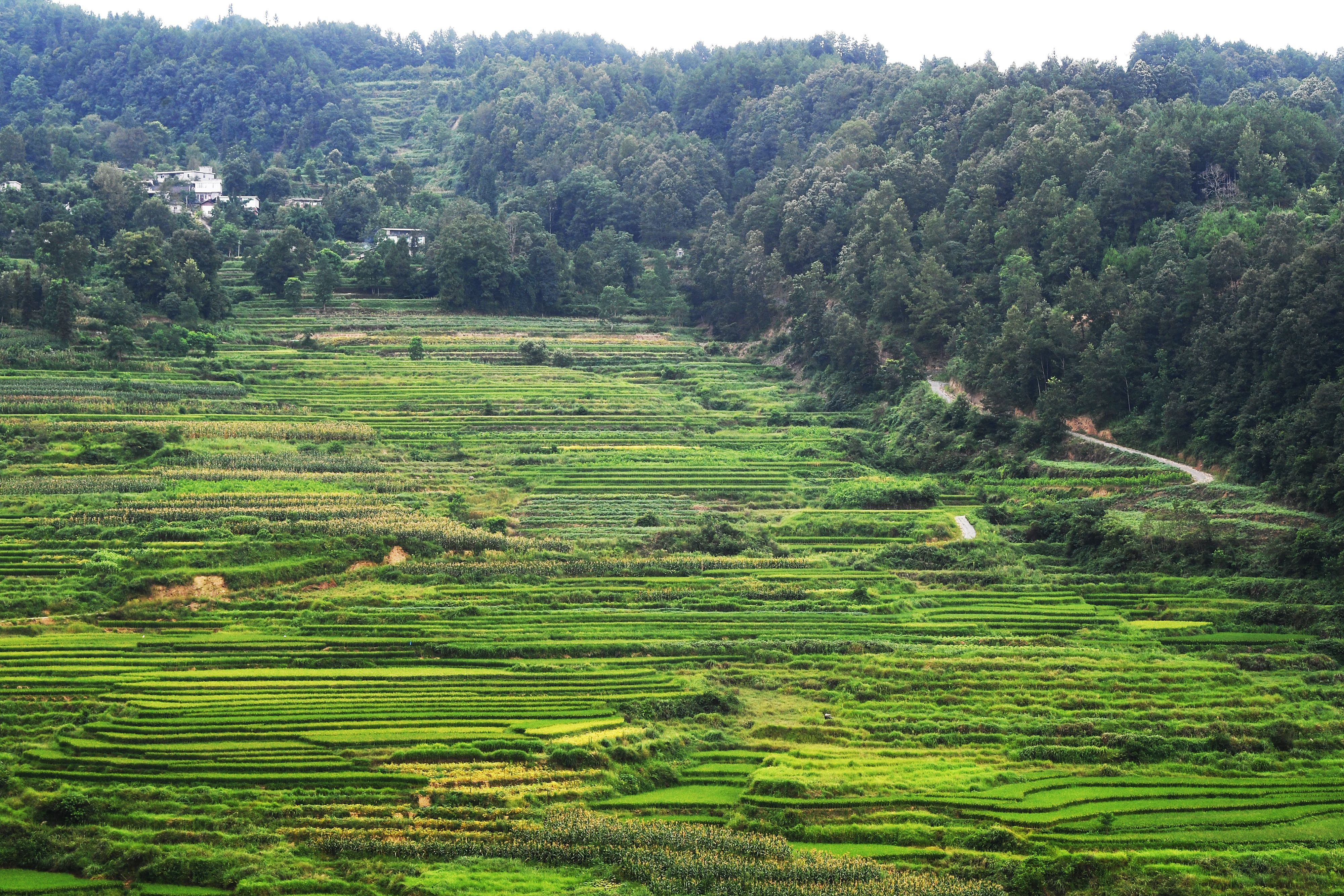 重庆彭水:山乡梯田美如画