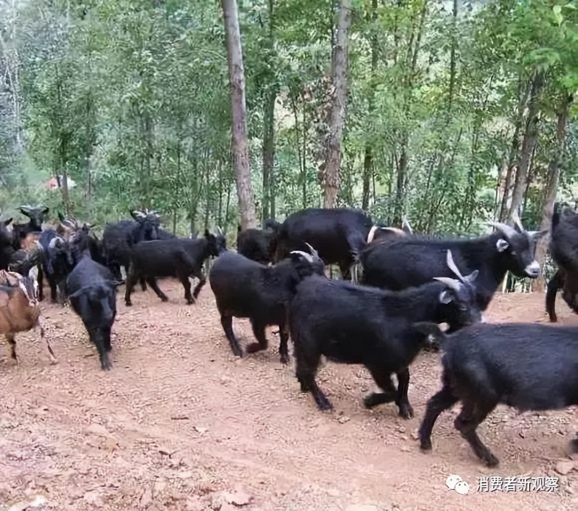 岛城一汤褚金亮:创新驱动打造连锁品牌 不忘初心永葆军人本色