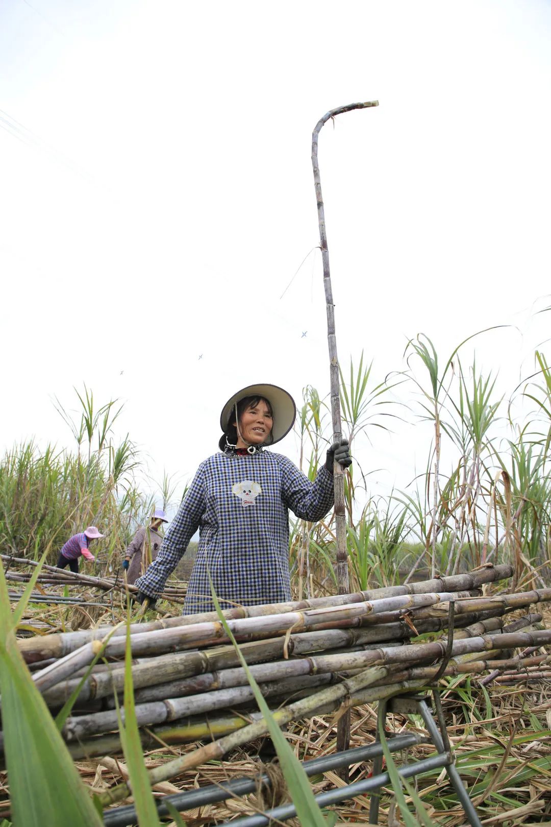 【乡村振兴进行时】一天得120元  快点回家砍甘蔗啦!