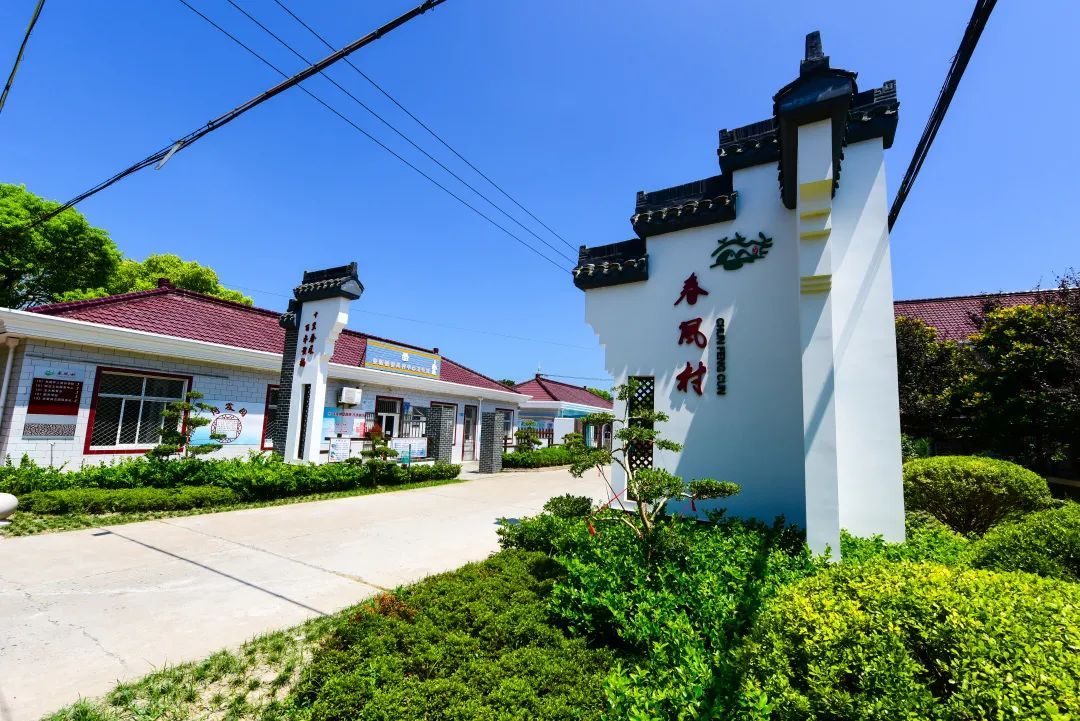 美丽乡村示范村丨崇明春风村:春风又绿黄杨树,庭院美丽产业兴