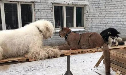 美洲狮培训时和雪橇犬同一个班,结果几天后:这大概是条废狮了!