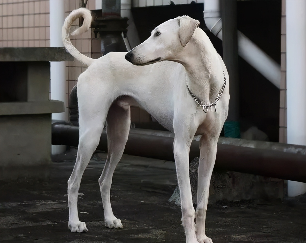 哮天犬——中国细犬,为何现在养的人越来越少?