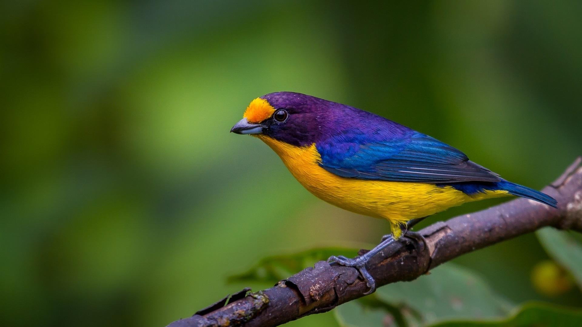 心理测试:你觉得哪只鸟最美丽?测试下你能和喜欢的人走到最后吗