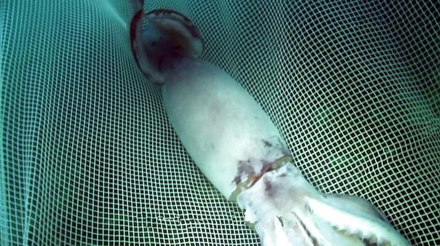 深海巨型鱿鱼突然大举入侵北美,鲑鱼神秘失踪引起科学家介入调查