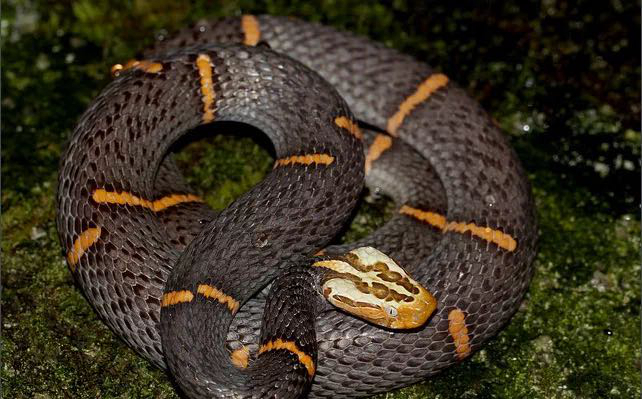 极稀有!原始类群毒蛇白头蝰在安徽现身