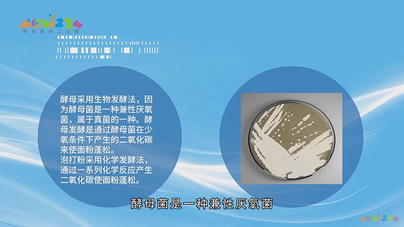 酵母和泡打粉的区别