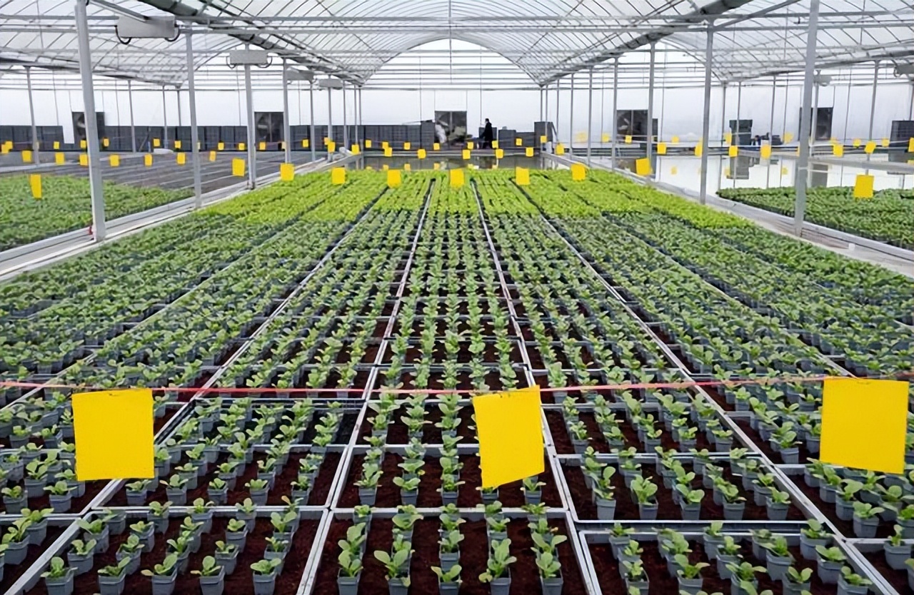 蔬菜种植像汽车生产一样,从地里搬到工厂,实现工厂化流水线生产