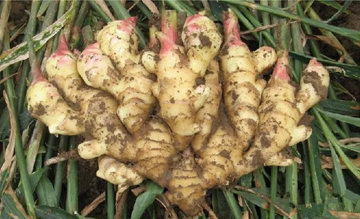 火姜的吃法竟然这么多讲究,你知道吗