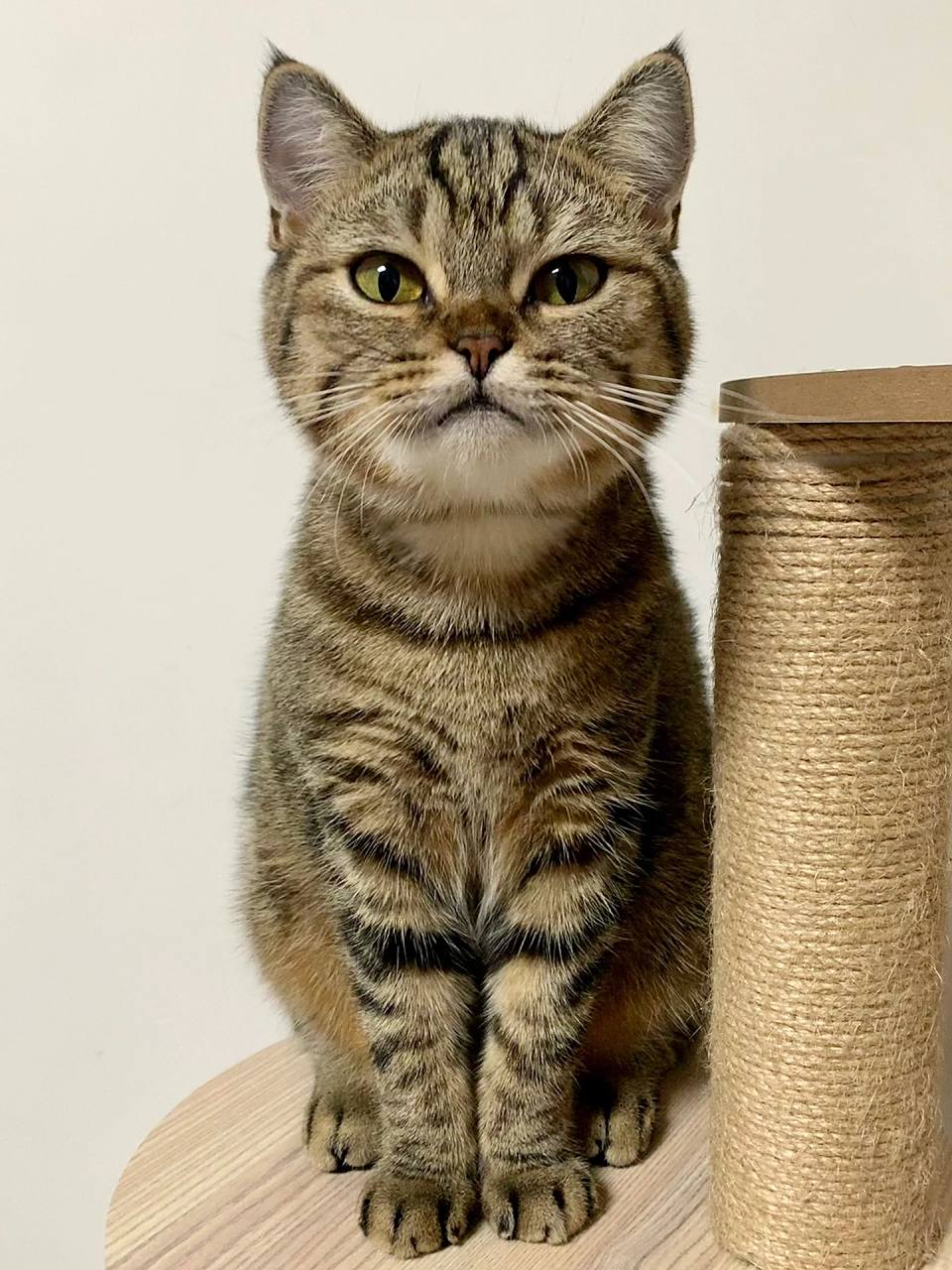 狸花猫的童年真的很短暂 不信?左滑看看.