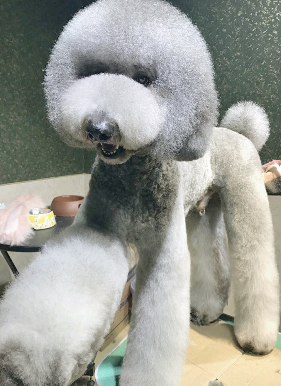 为何"巨型贵宾犬"无人问津?网友:第一点太真实了!