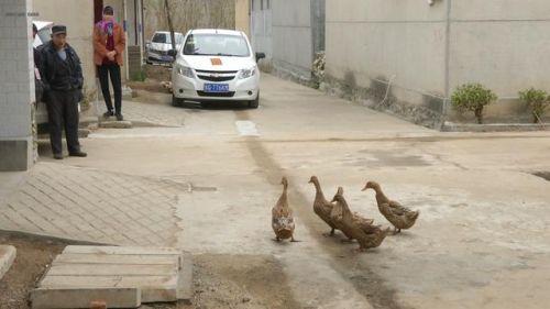 推荐相邻两家鸭子每天自动组队出门，主人故意少放3只，鸭子竟一直等