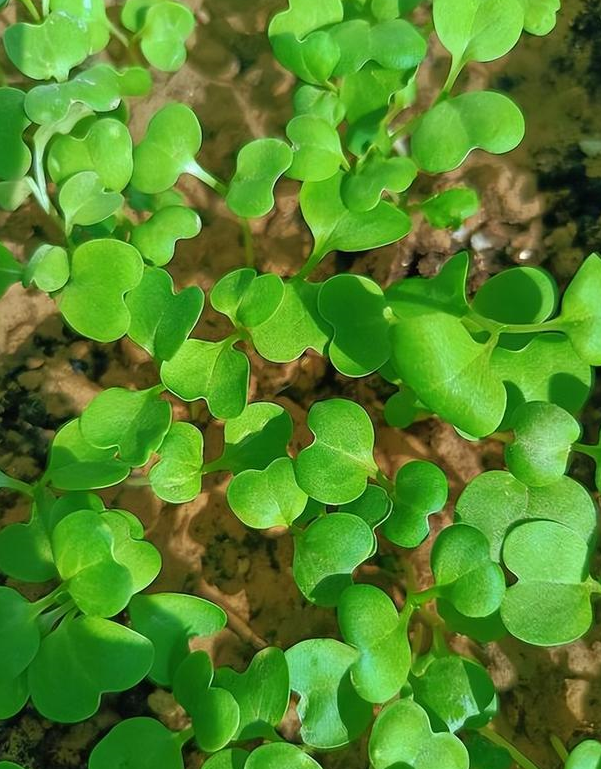 农村姐姐分享:小菜苗如何变粗?一招简单易行,效果明显!