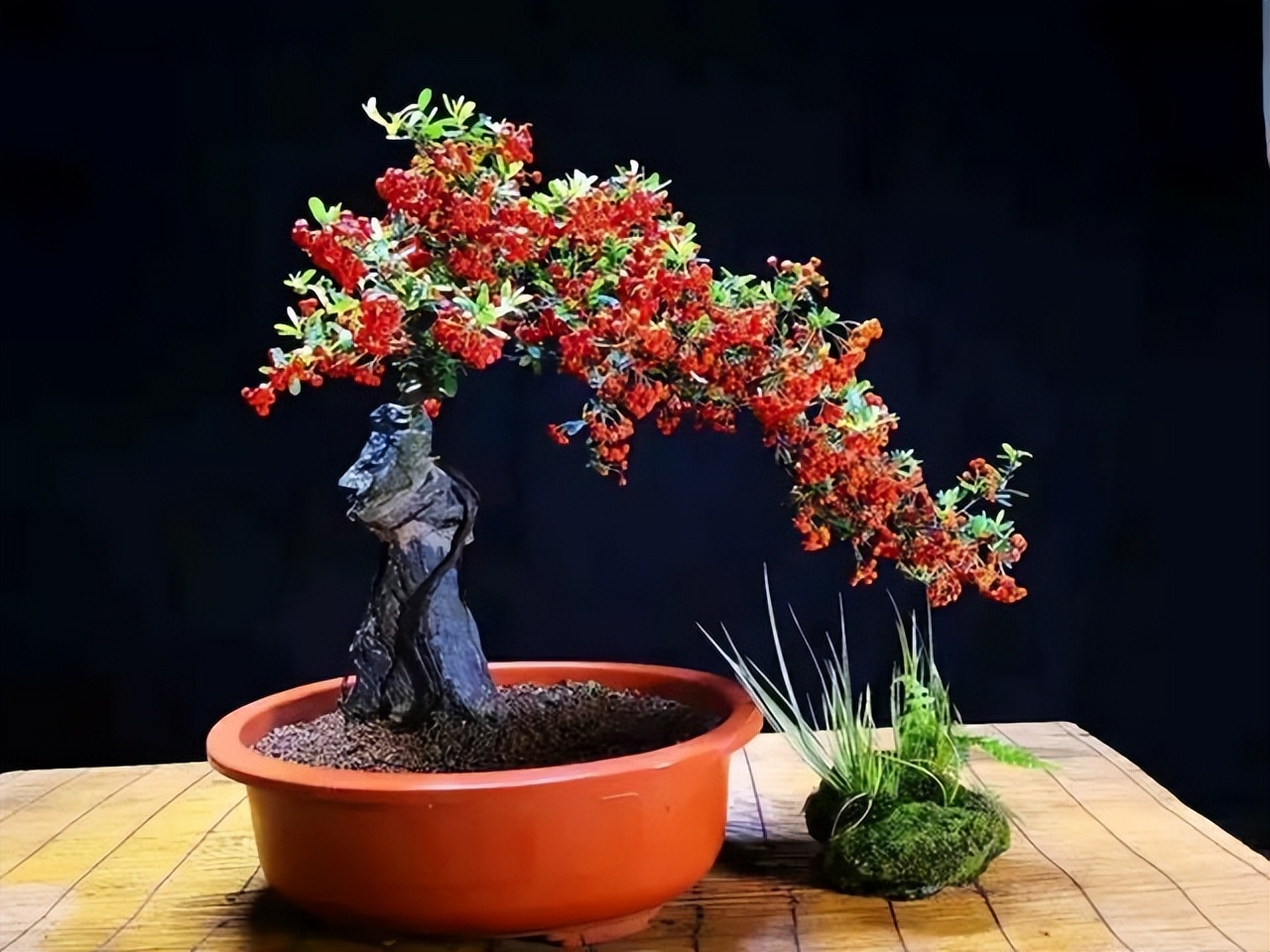 红子刺盆景造型图片图片