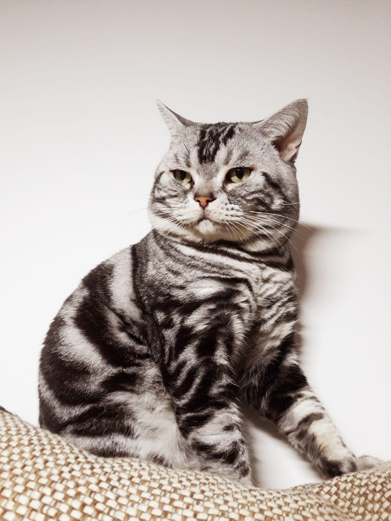 虎斑猫是什么品种?探索这一种不寻常的猫品种的全面展示